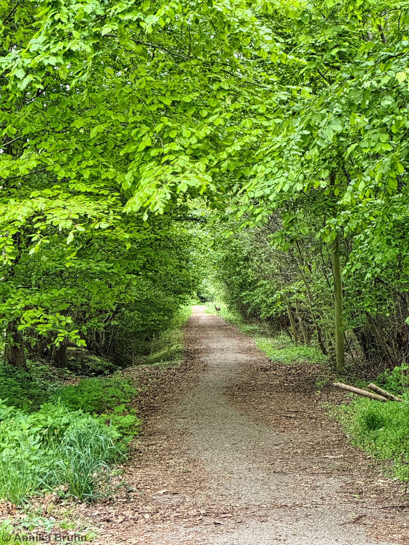 Reh auf dem Feldweg